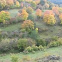 Aceral de Acere (Acer granatense)